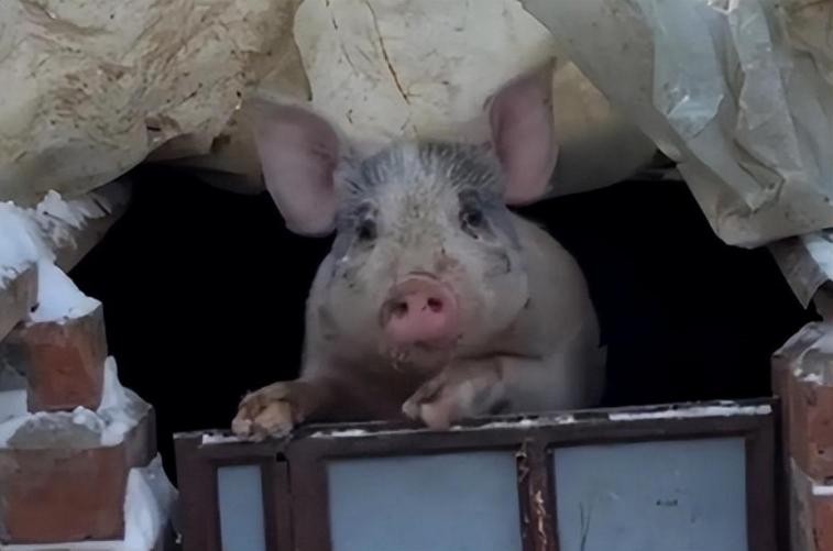 母猪生豹纹猪仔,母猪生下豹纹怪猪