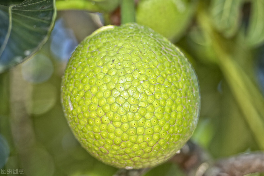 这些奇奇怪怪的水果你见过吗,那些奇奇怪怪的水果做法