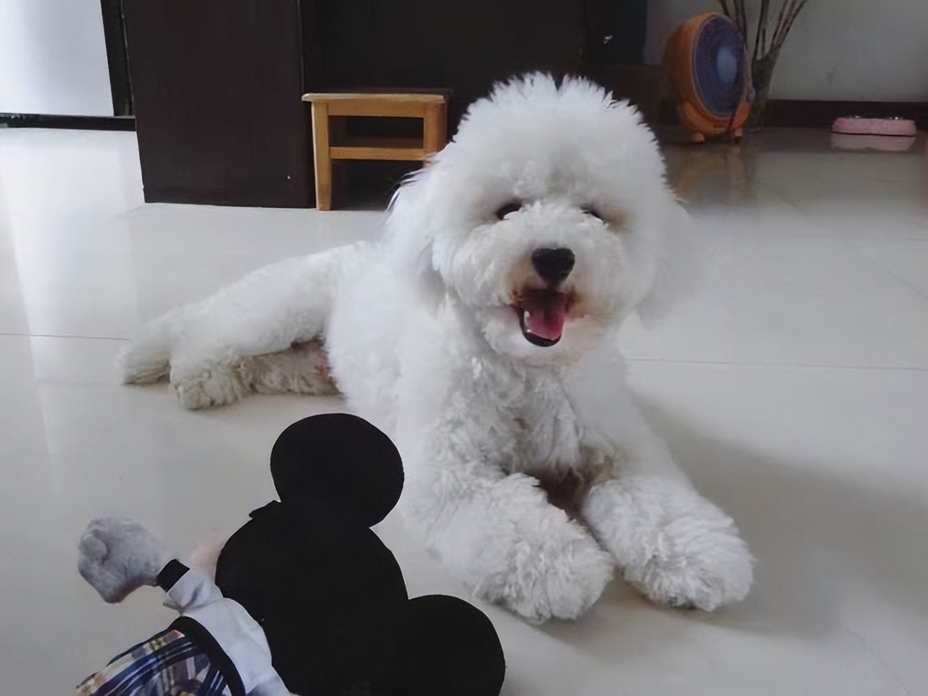 怎么判断比熊的好坏,怎么判断比熊是不是纯的