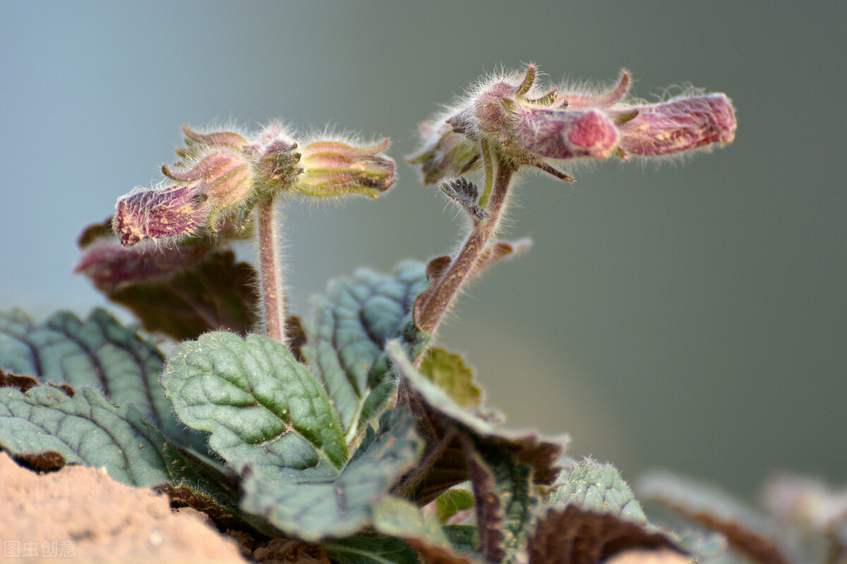 止麻木的药,什么中药可以治手脚麻木