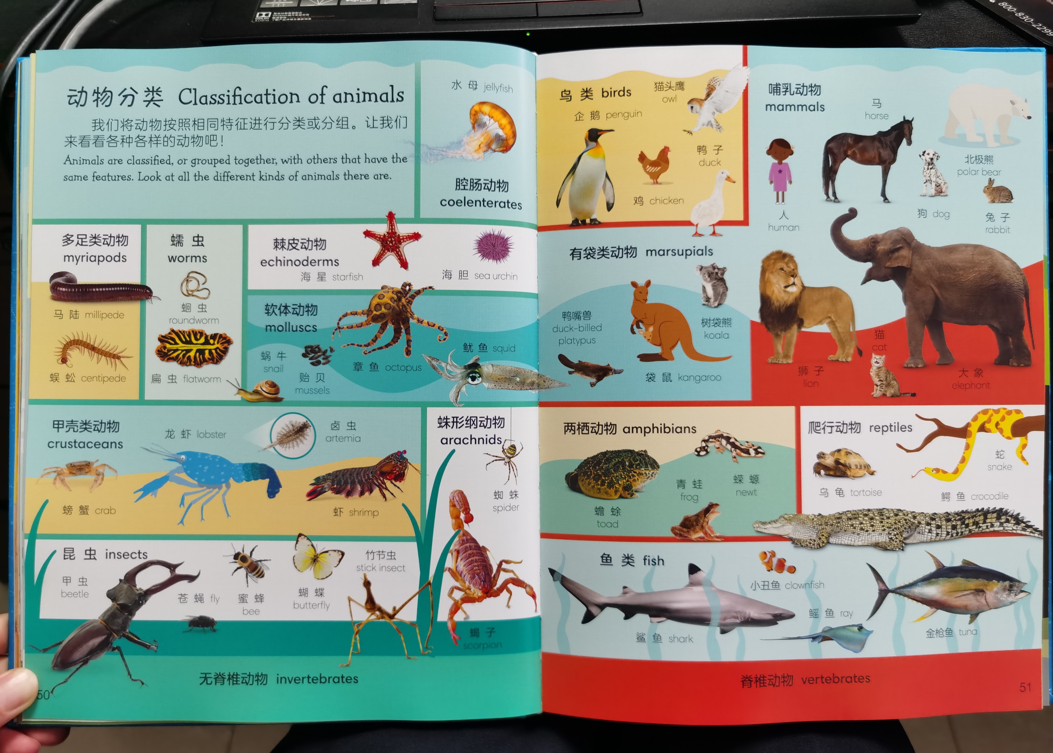 如何给孩子选英语启蒙书,如何教会孩子选择书