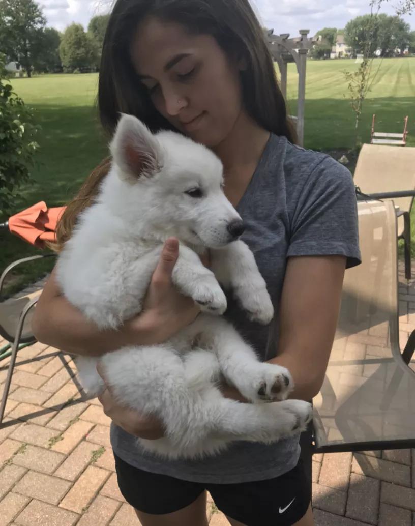 小黄狗长大的过程,小黄狗长大过程