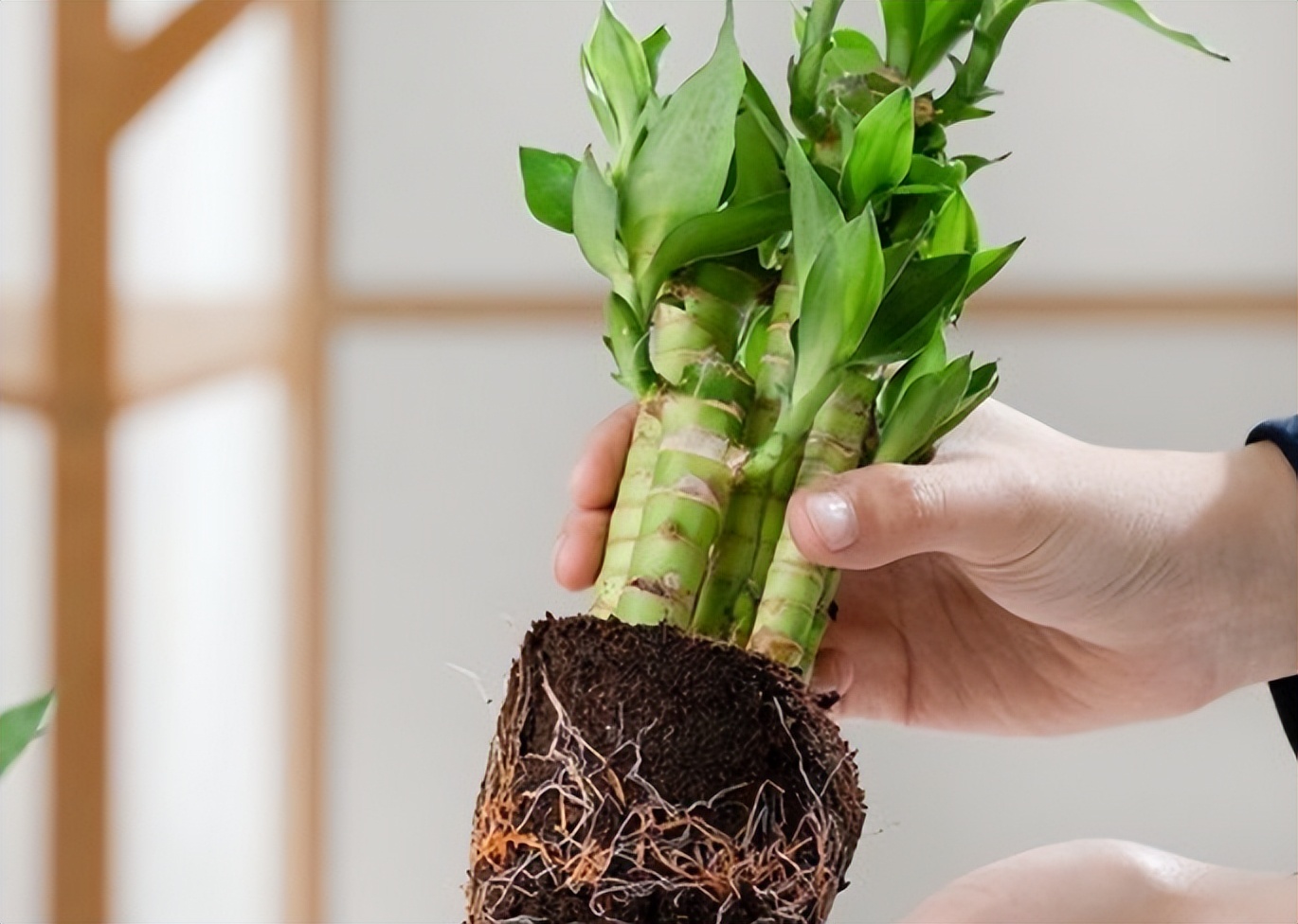 水培观音竹叶子发黄怎么补救,土培观音竹叶子发黄什么原因