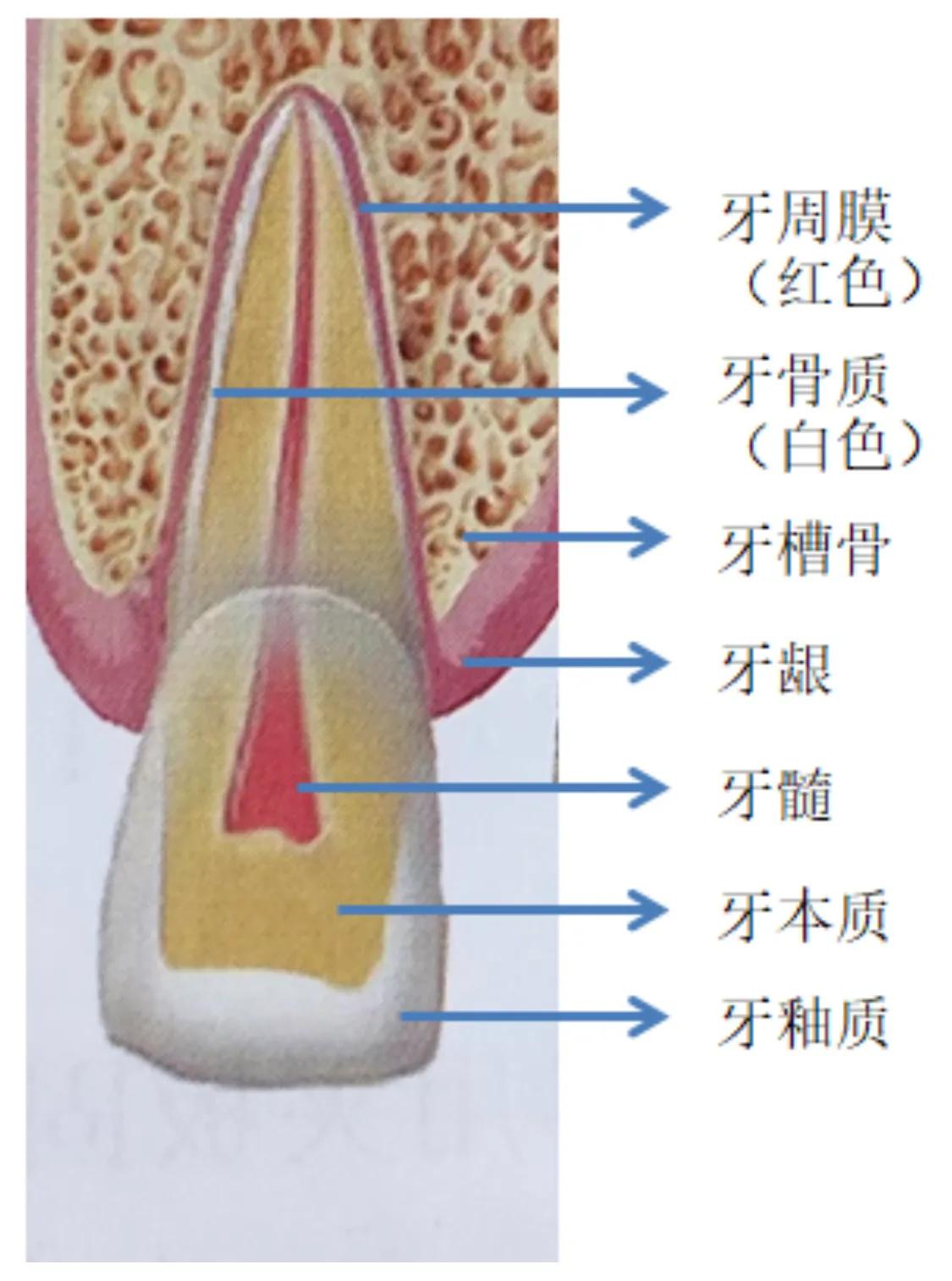 牙牙历险记节目,牙牙历险记故事