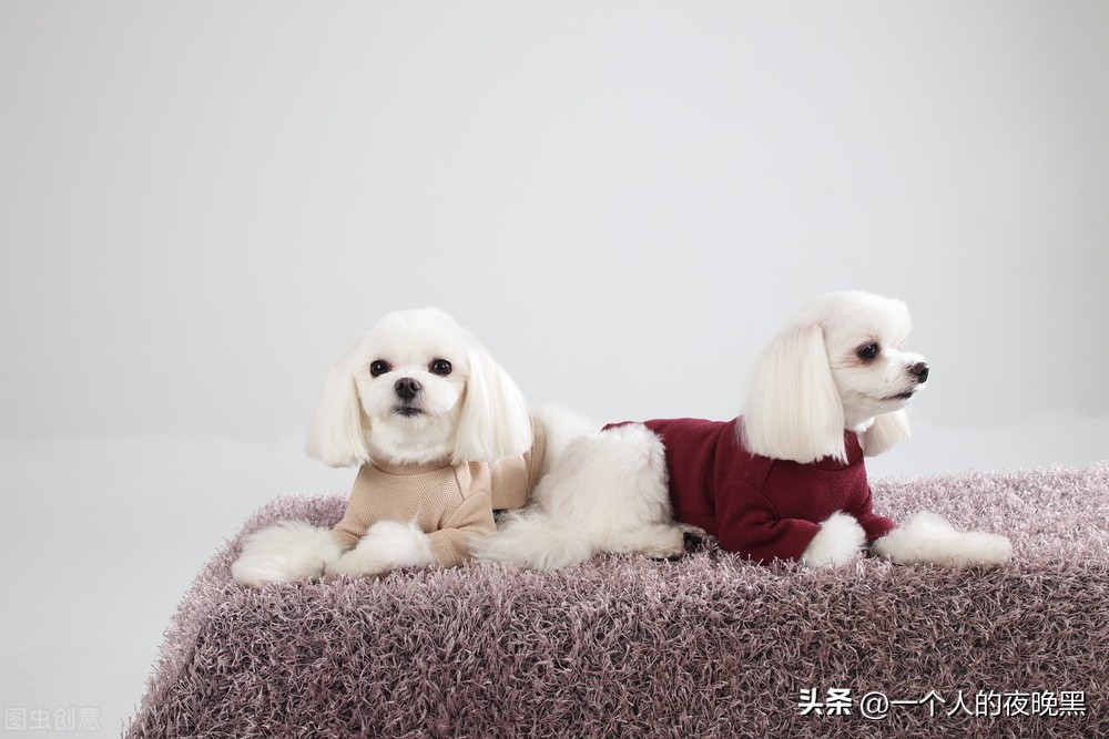 贵宾犬饲养的注意事项有哪些呢,贵宾犬怎么养比较好呢视频教程