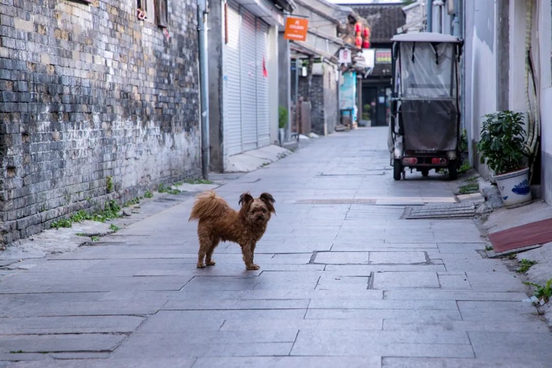 一条街里的卧虎藏龙,东关街里的小巷子别有一番风味