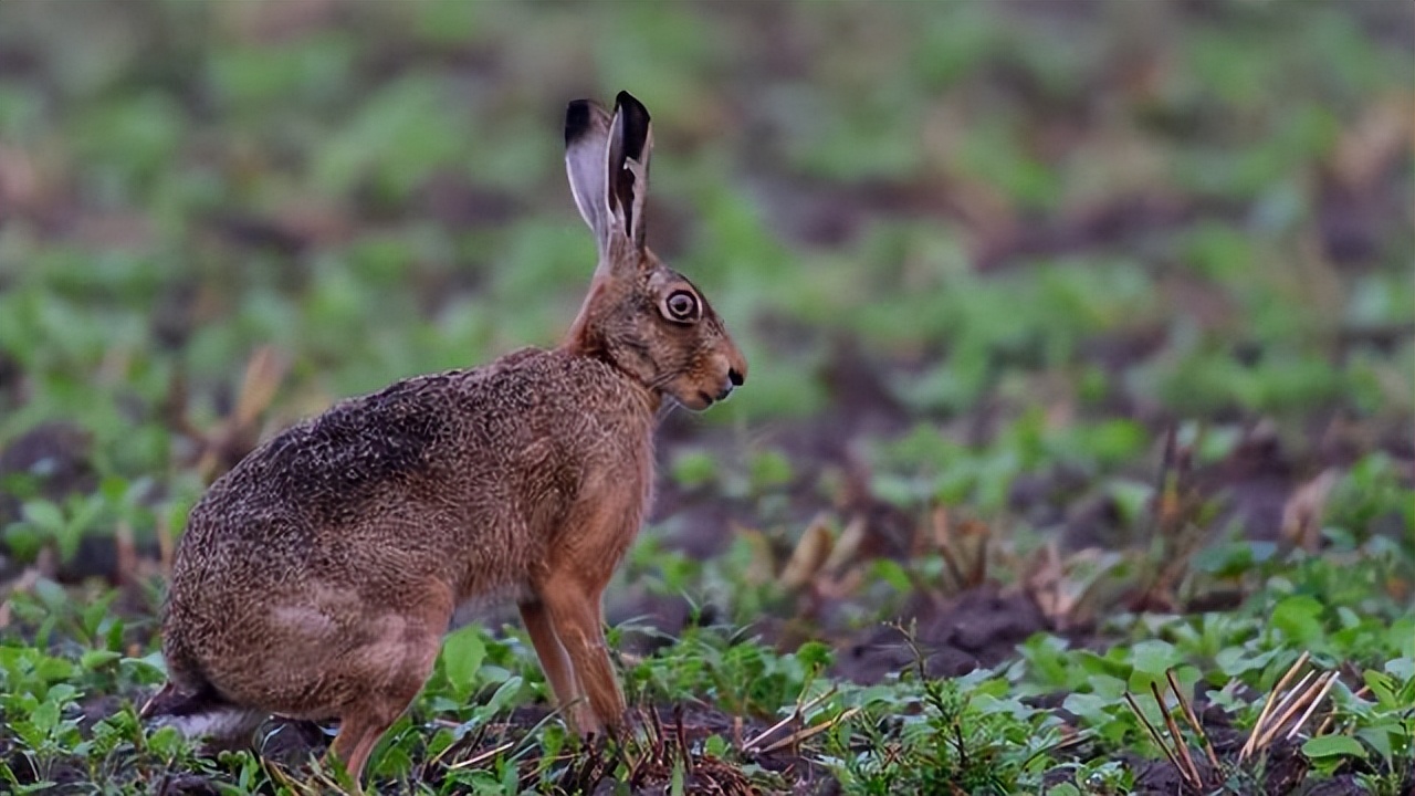 养殖肉兔都有哪些疾病,养兔的疾病治疗费用多少钱