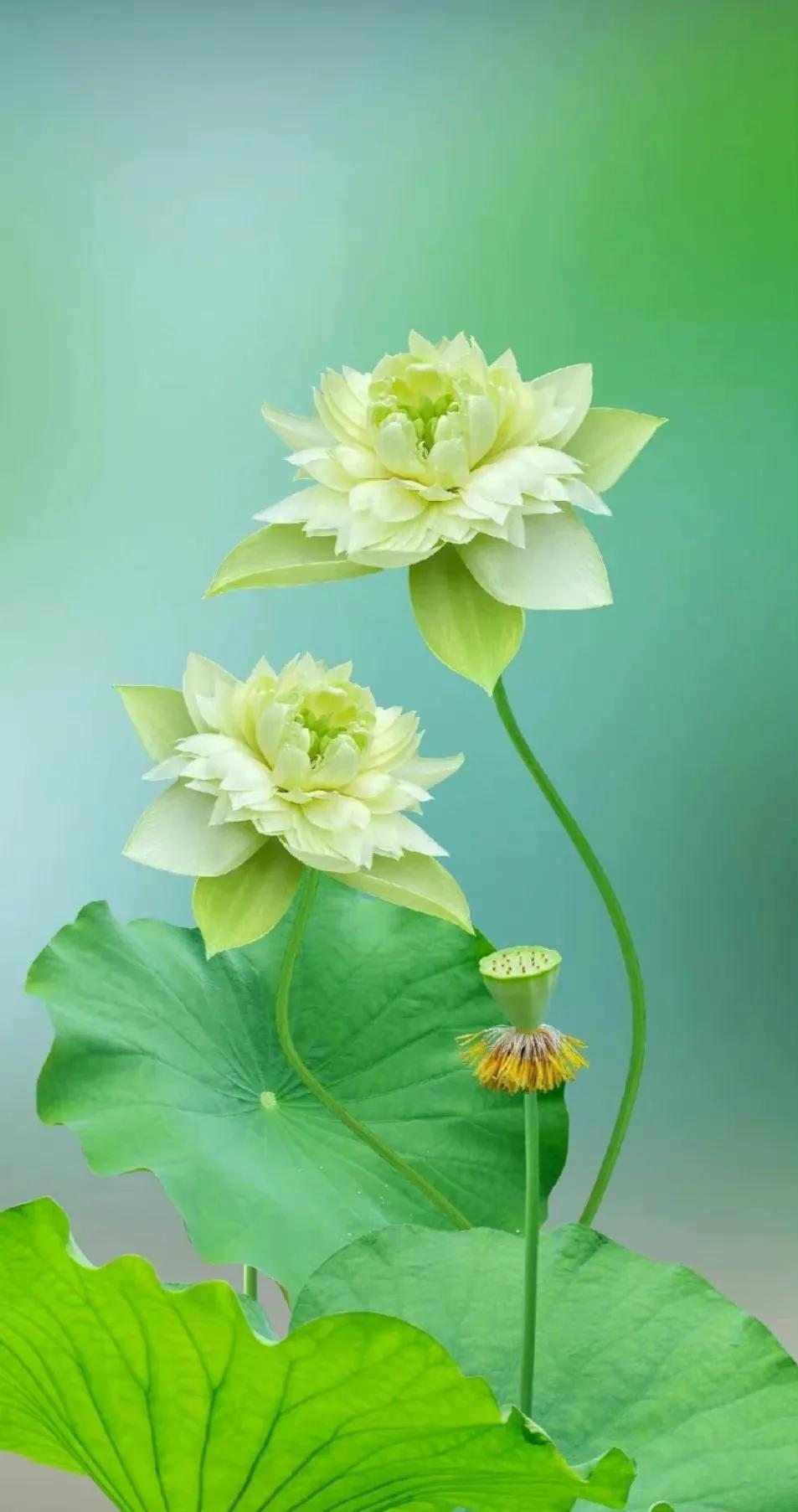 最美荷花古诗图片,诗词荷花图片大全