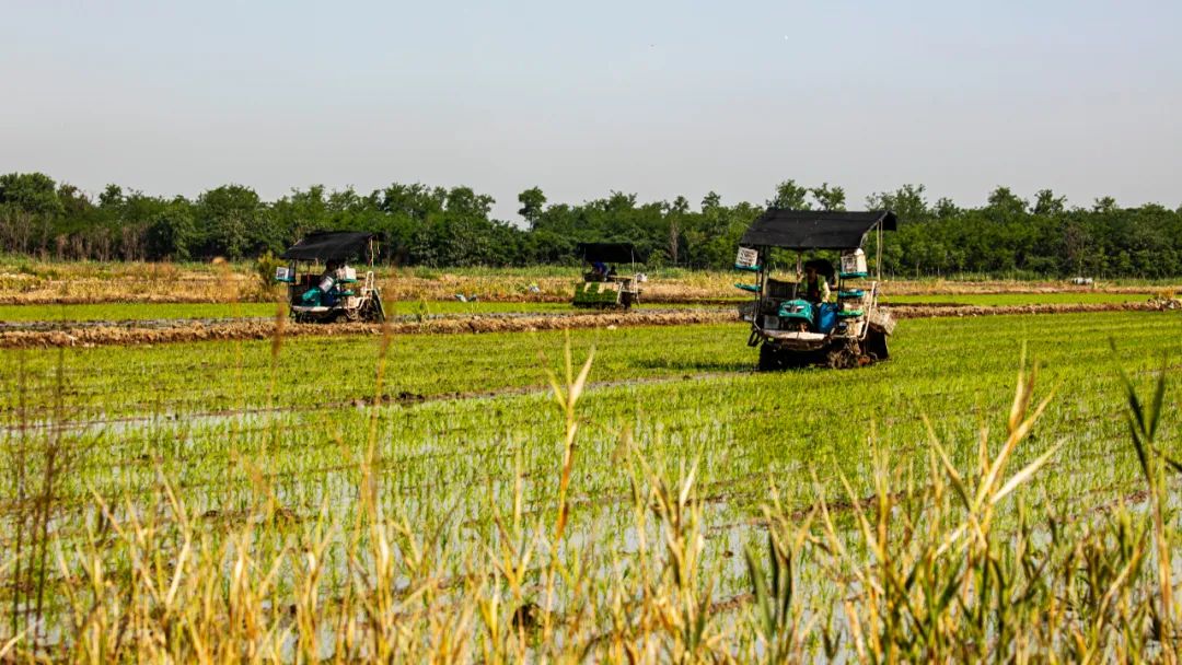武清水稻田,田间地头看春耕生产
