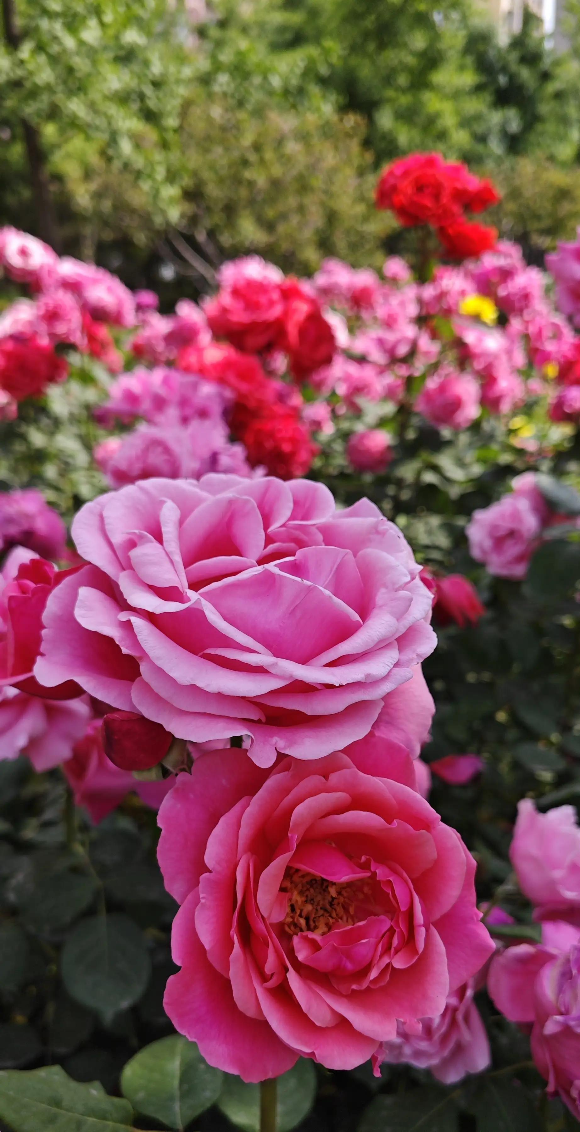 春天的月季花作文500字,春天的月季花是什么颜色