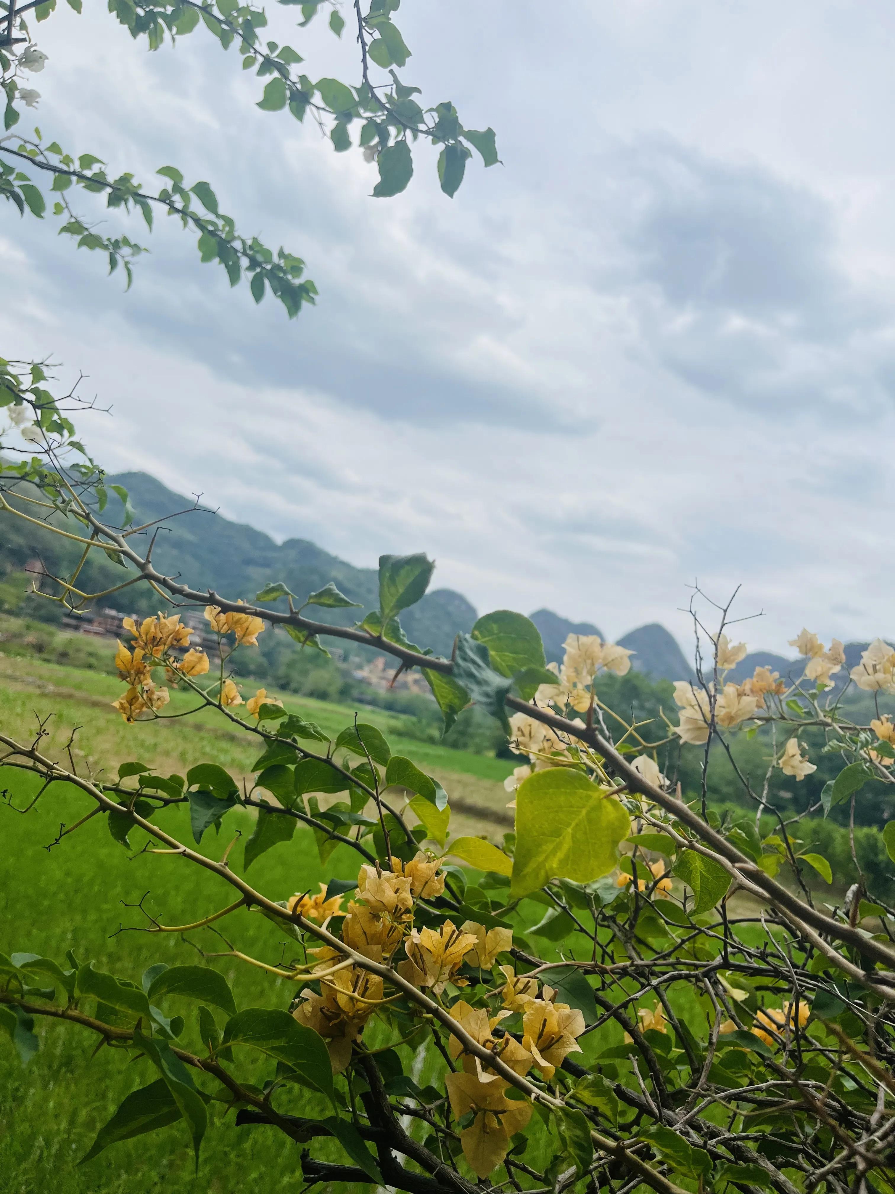 云南十天旅游,云南坝美旅游攻略