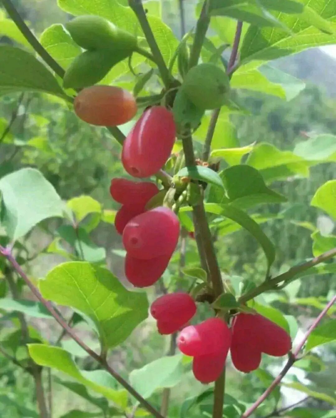 农村常见野生植物你都认识吗,农村常见植物野果