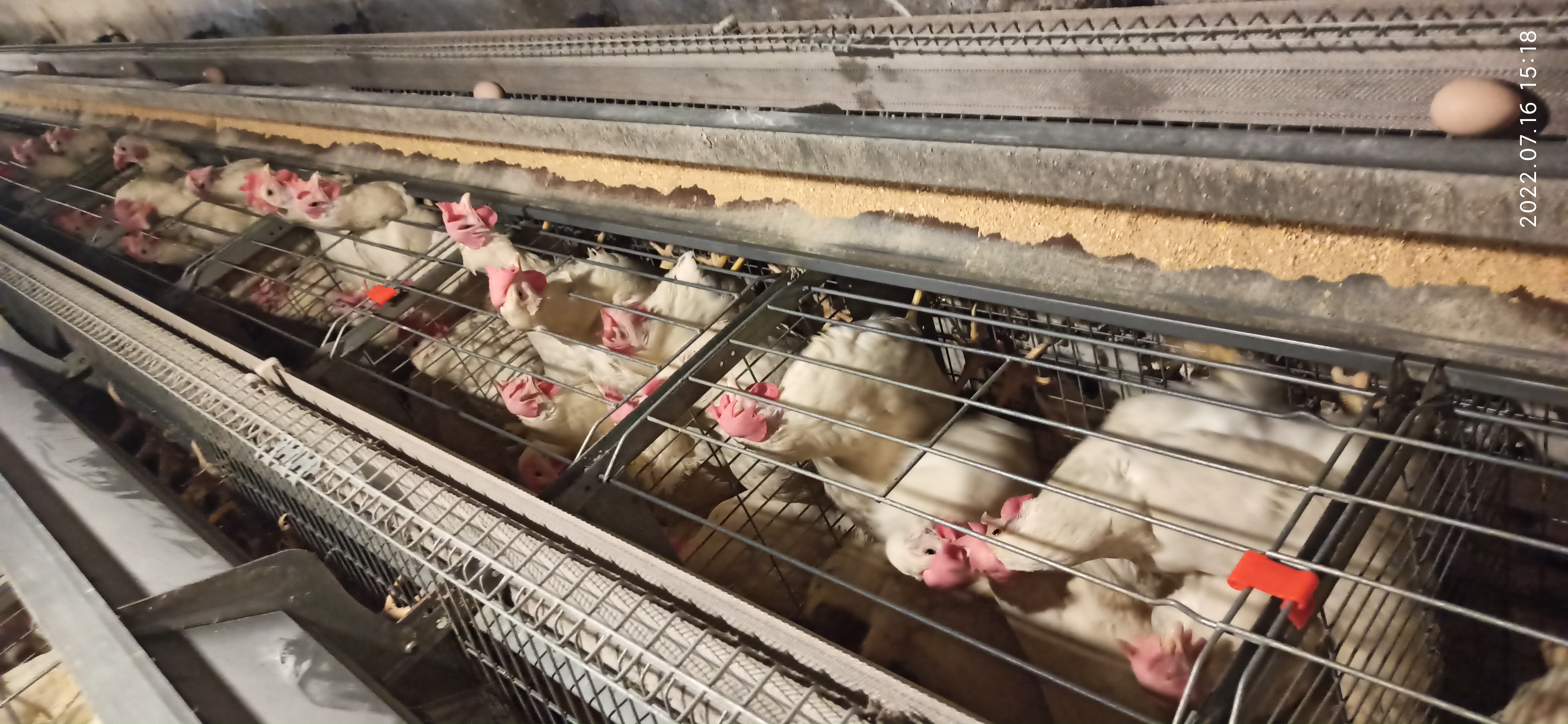 牧翔禽病研究院‖蛋鸡传染性贫血并发滑液囊支原体病例（湖北）69