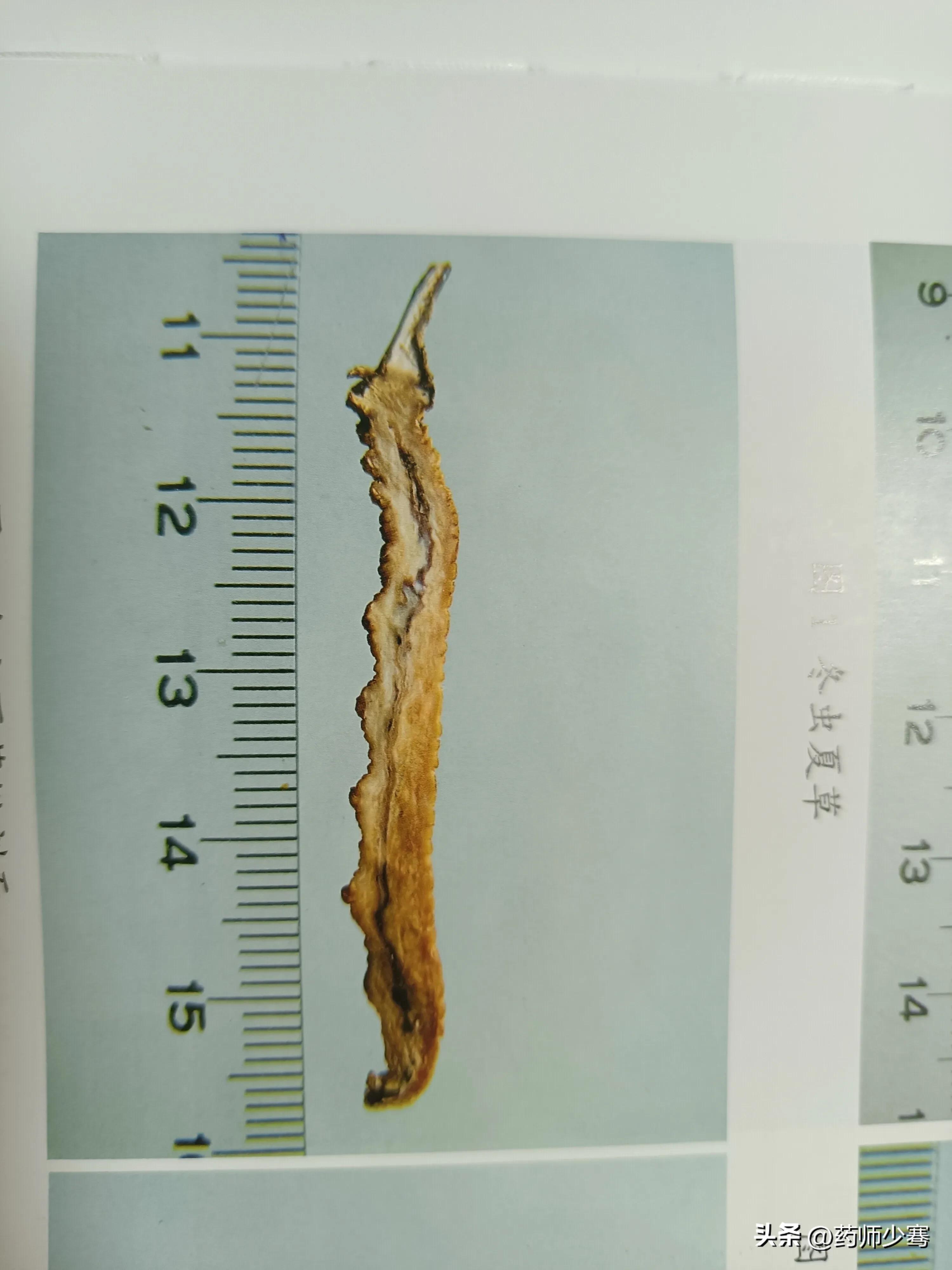虫草鉴定报告,西藏梅邦虫草鉴定