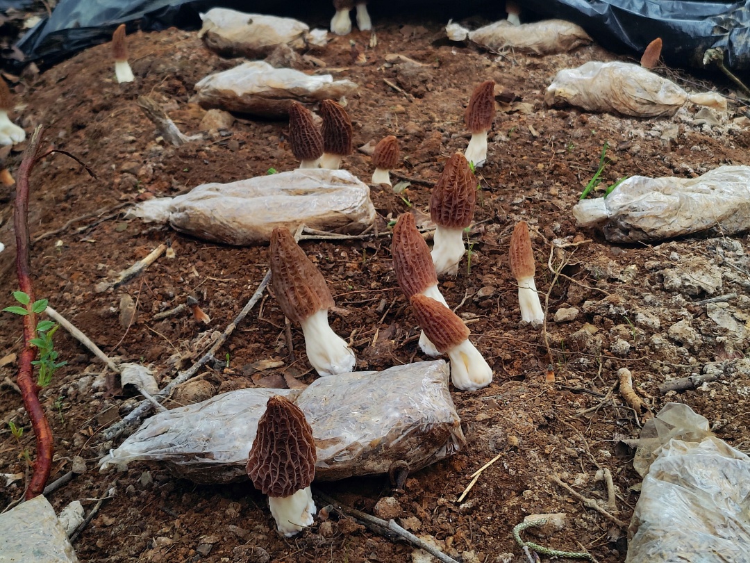 林中小伞,贵阳大力推进林下经济发展