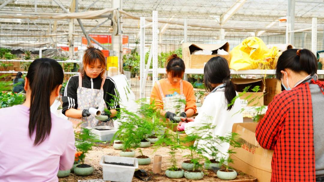 90后小伙打造绿植花卉“云仓”，月发货10万单，销售额超百万元