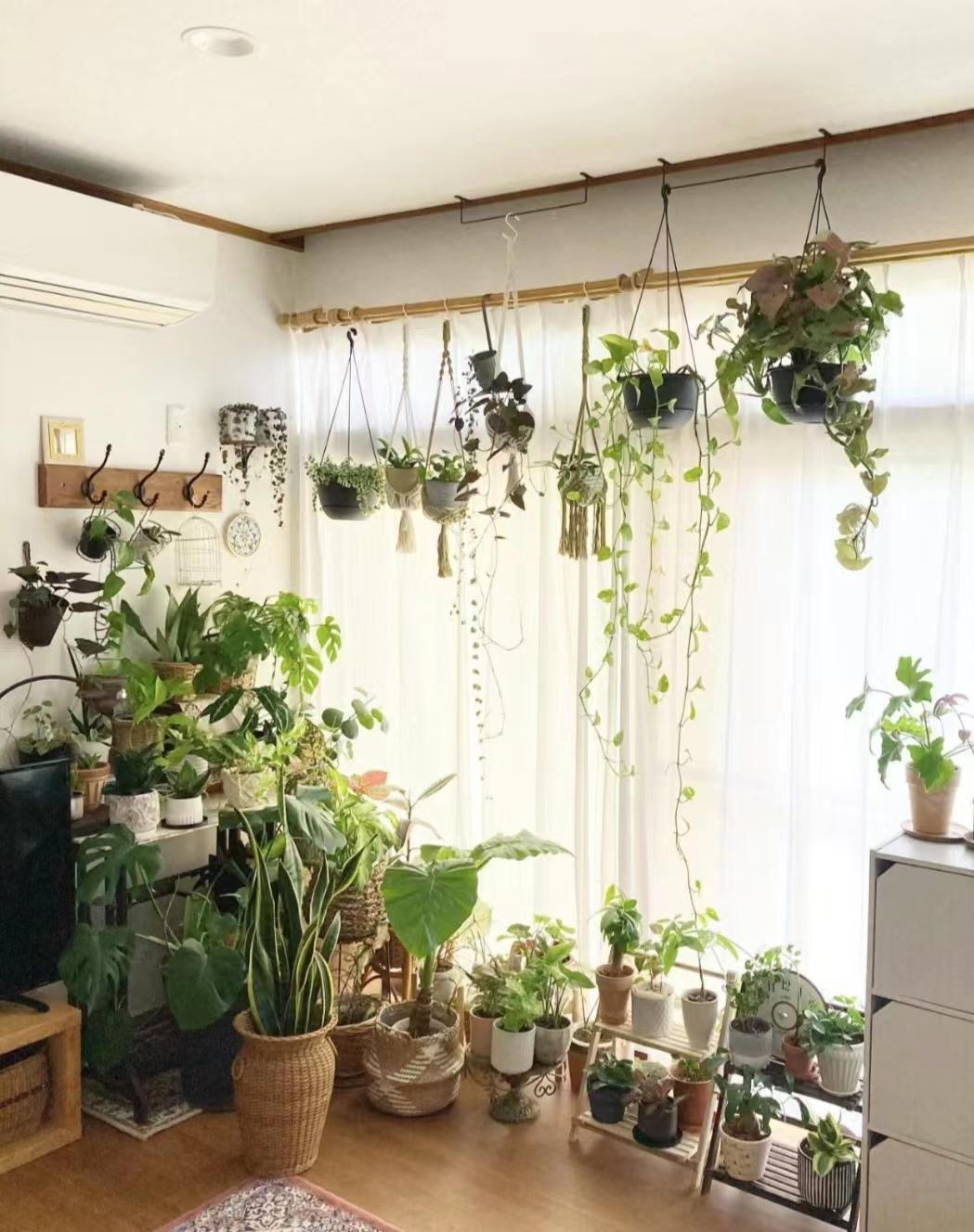 家里光线差就养这几种花,什么花散射光就可以养好