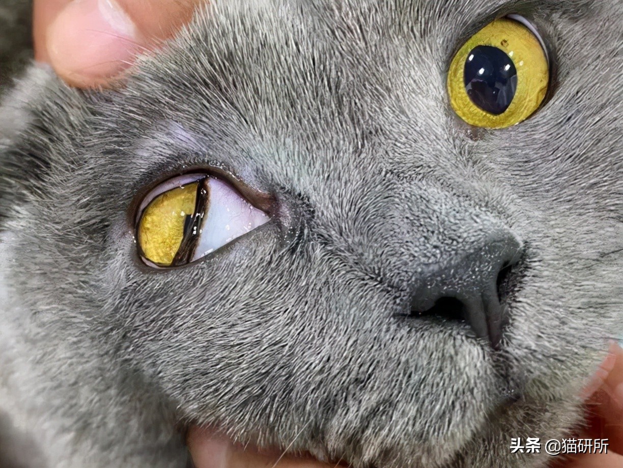 结膜炎症状和表现猫咪,青光眼猫咪啥样