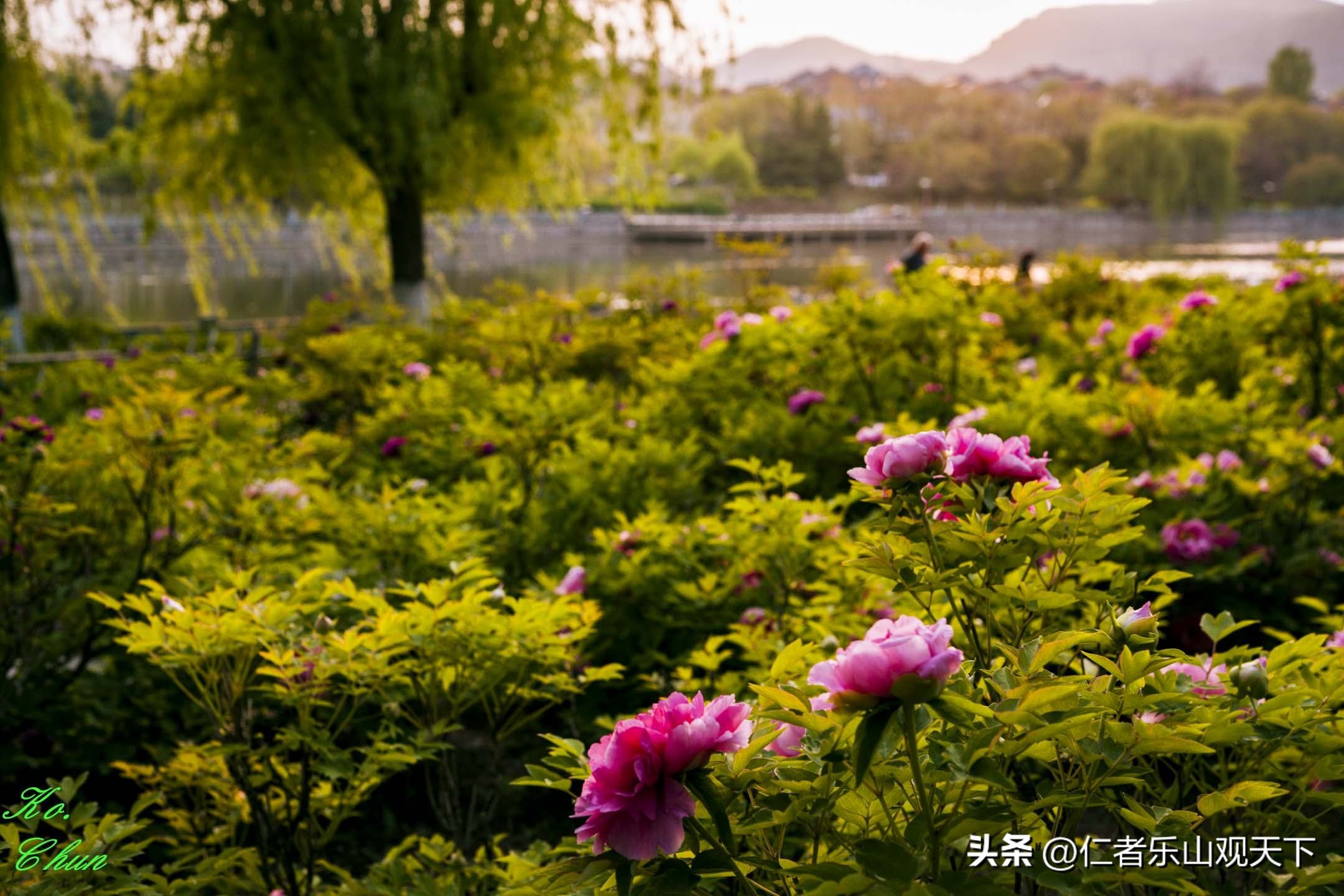 丧家的资本家乏走狗原文,丧家的资本家乏走狗指的是谁