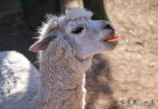 沈阳森林动物园缆车,自驾沈阳森林动物园