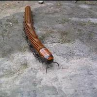 家里经常出现的小虫子有哪些,最近家里总是出现那种小虫子