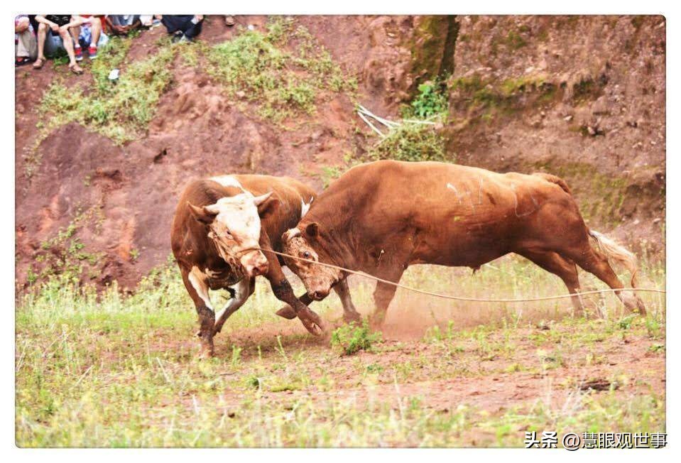 山西孝义土话大全 (山西孝义土话大全集)