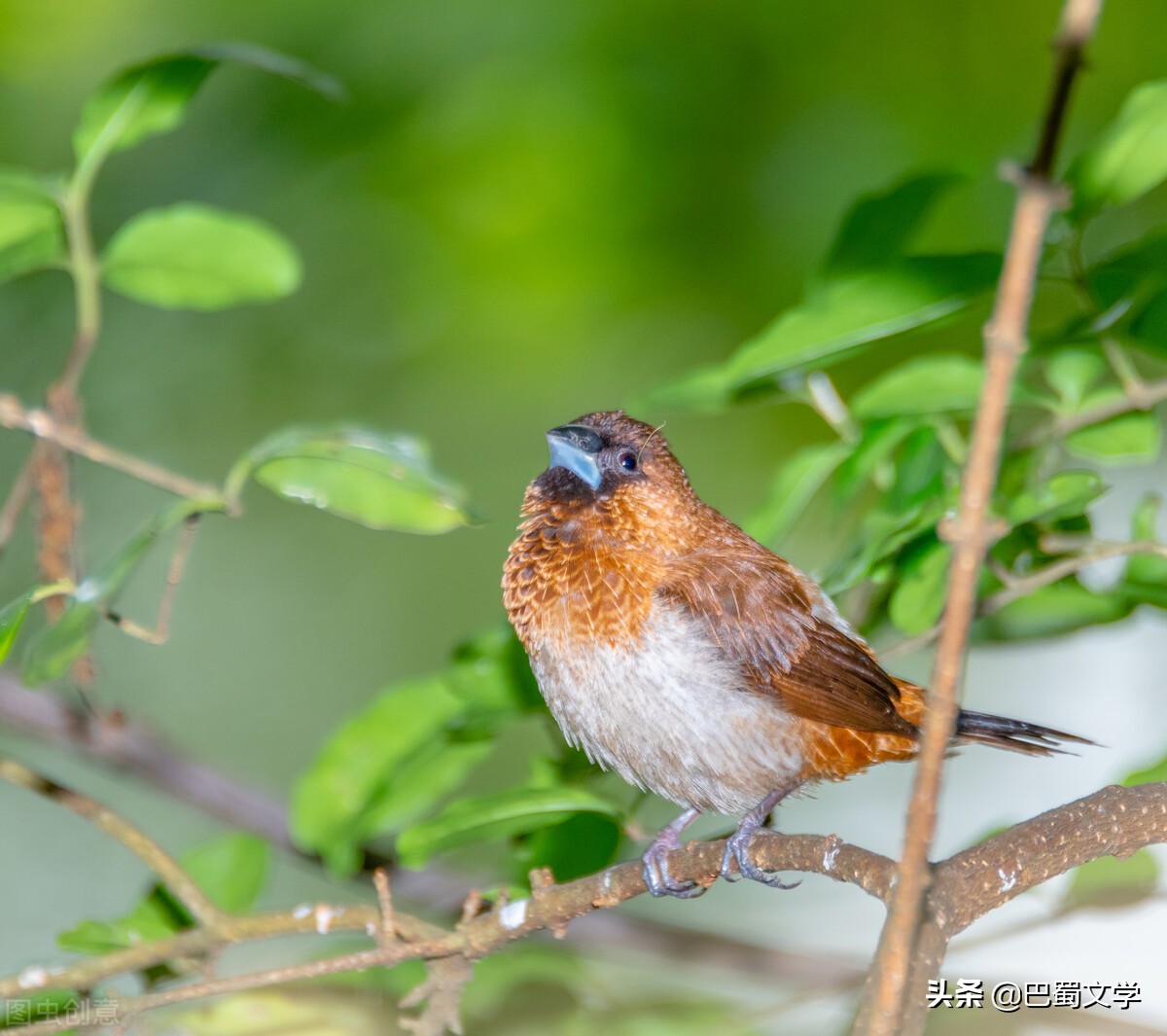 散文春天的风,散文春天的畅想