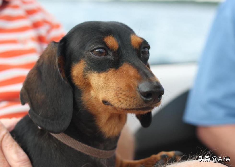 美国犬种有哪些,美国五大传奇犬种