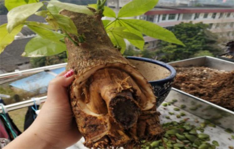 发财树烂根烂皮怎么救,发财树稍微烂根怎么处理