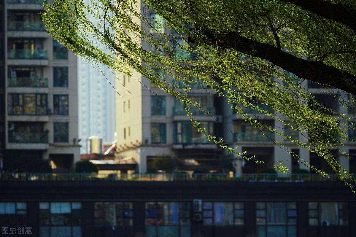 风吹杨柳万千条选段,风吹杨柳万千条指什么生肖