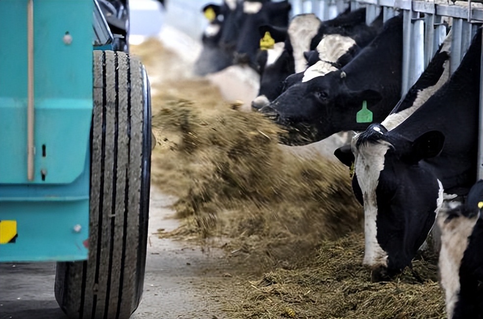 奶牛酸中毒怎么治疗最有效,奶牛瘤胃怎么改善