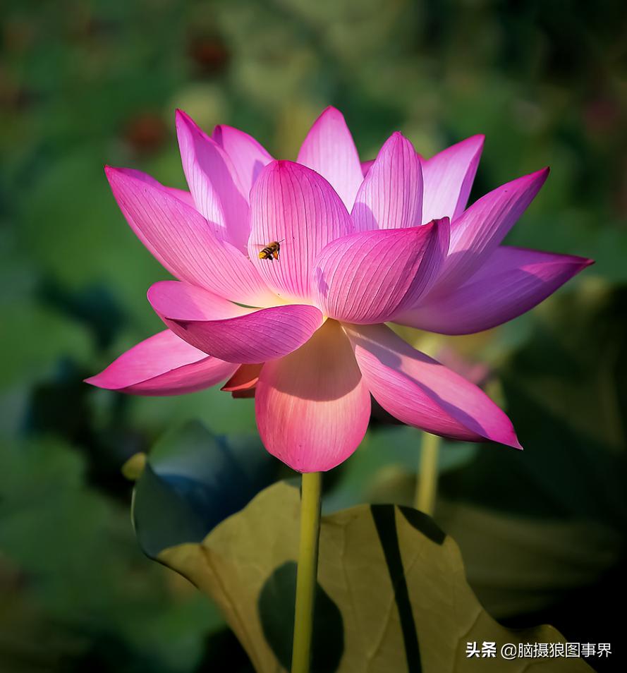 你拍的照片不够唯美,你拍的照片不清晰是怎么回事