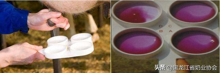 奶牛乳房炎的诊断与治疗方法研究,奶牛乳房炎的预防