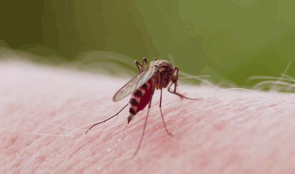 蚊子咬过艾滋病人会传染正常人吗,蚊子吸了艾滋病的血会传染给人吗