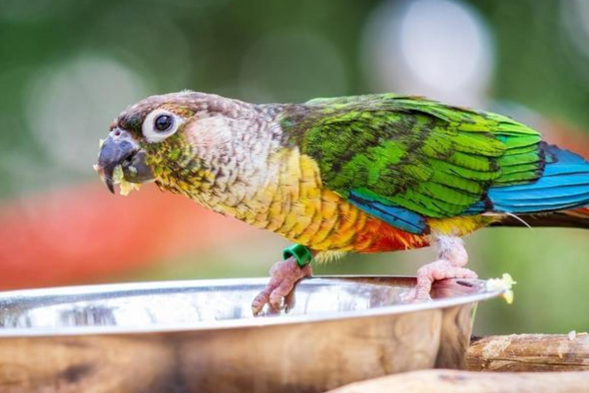 鸟缺钙瘫痪了怎么办,鸟缺钙了该怎么补钙