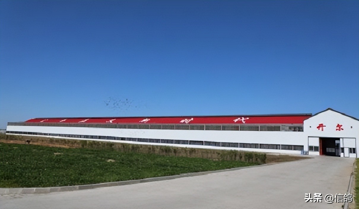 开尔公棚决赛前100名照片,开尔春棚180公里冠军