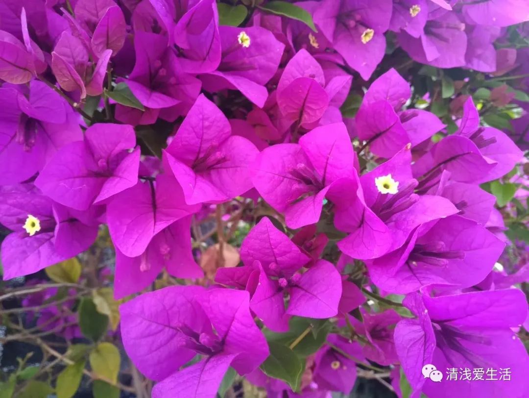 耐高温耐寒的一年四季开花的花卉,耐高温开花多的花卉