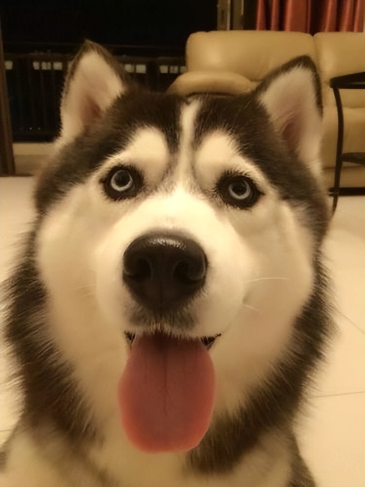 家有宠物该如何防止丢失呢,宠物丢了如何快速准确的找到它