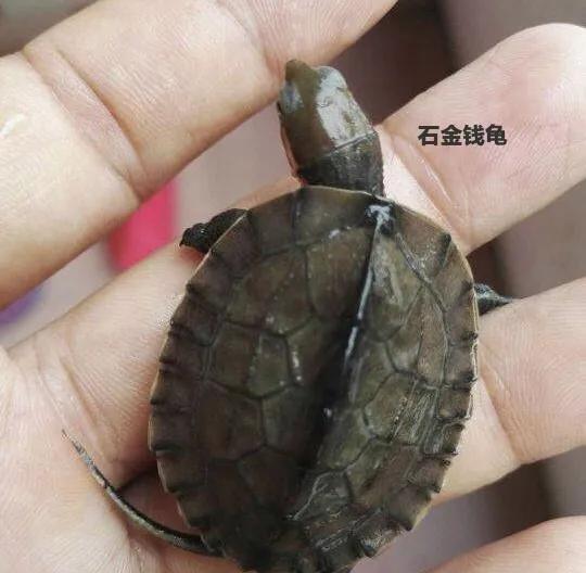 新手养什么龟最合适最便宜,新手建议养什么龟才好