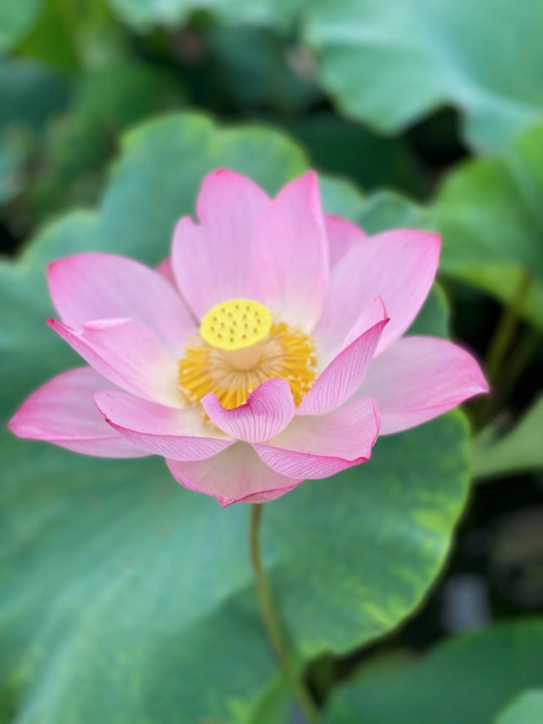 莆田荷花花海,莆田夏天哪里赏荷花