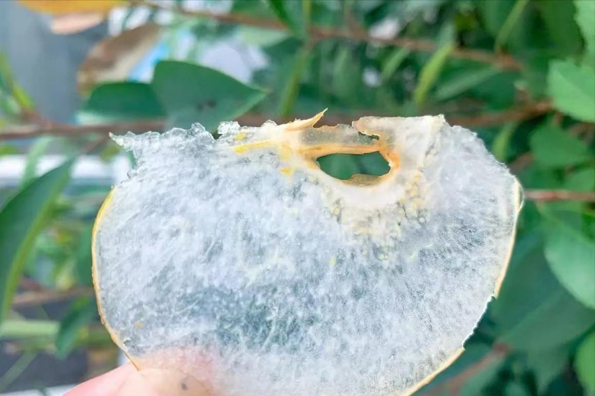 中秋节水果遭遇“中秋劫”，收购商举起价格屠刀，发生了什么？