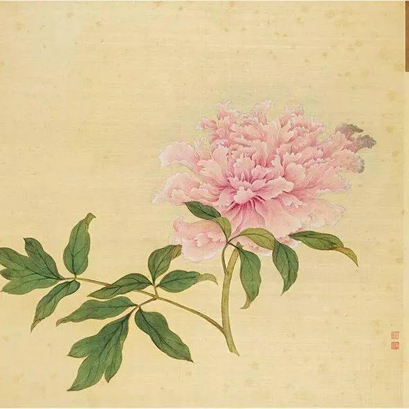 蒋廷锡牡丹画法,蒋廷锡百种牡丹画法