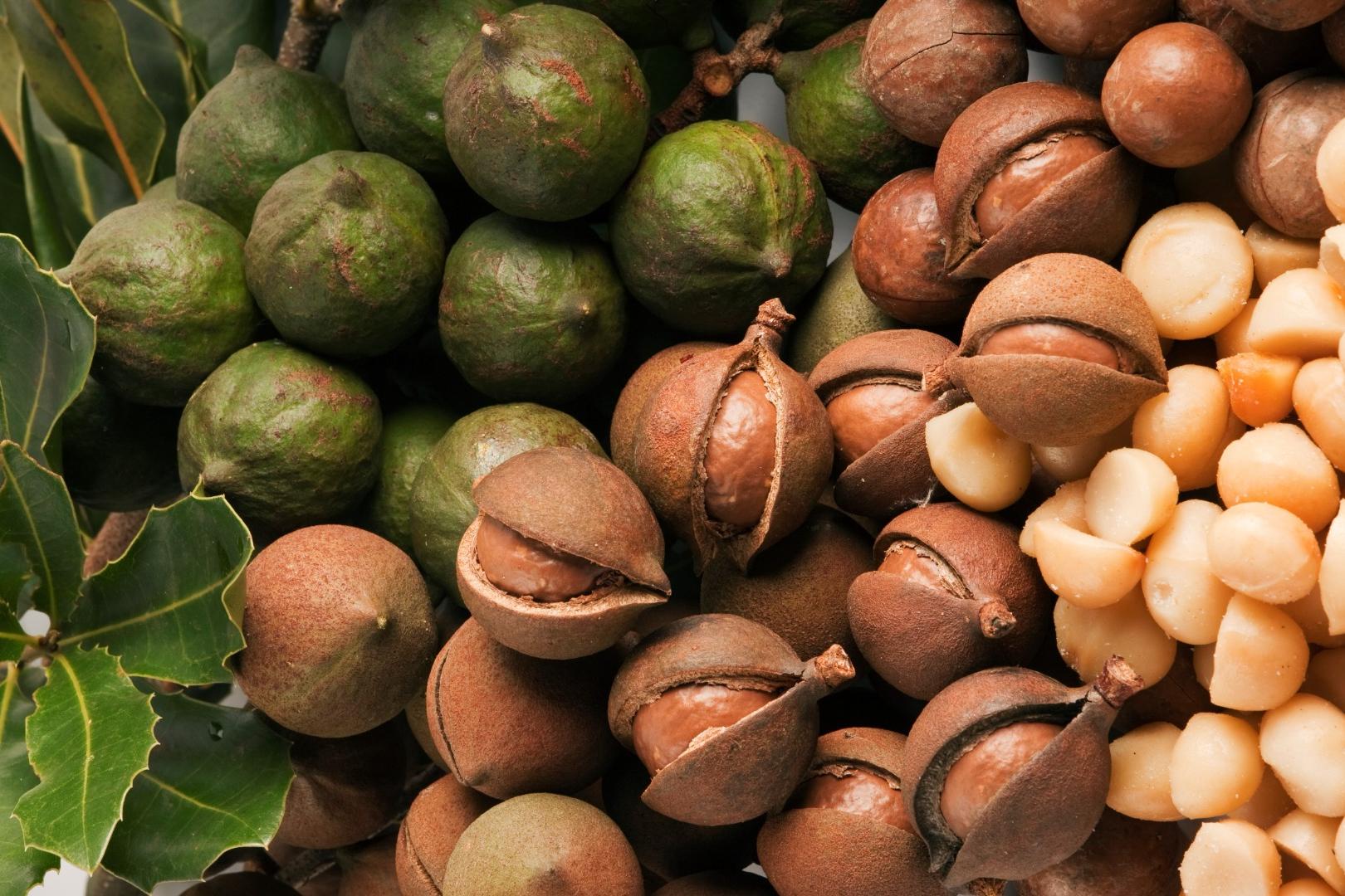 夏威夷果狗狗吃了会中毒吗,狗吃夏威夷果后几小时能出现问题