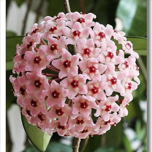 10种“吉利花”,“穷养”才能长大,越挤越壮实,越大越“旺家”