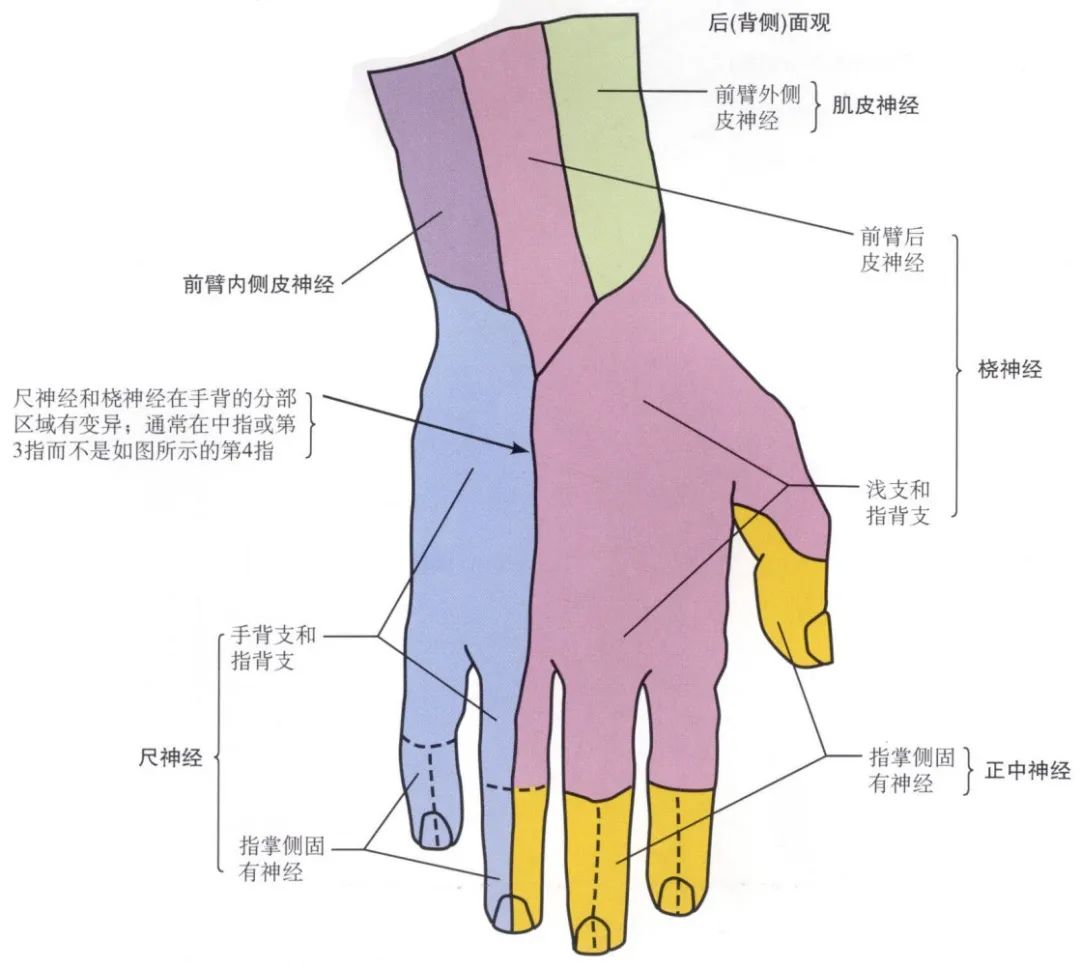 脊神经支配区域解剖图简图,脊神经及其分支的支配范围