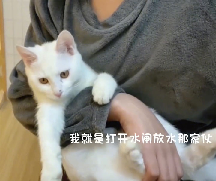 淘气猫咪做坏事,猫咪偷偷开闸放水把家淹没