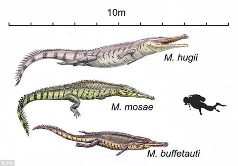 鳄鱼鲨鱼鲸鱼谁最厉害,鲨鱼和鳄鱼大战谁最厉害