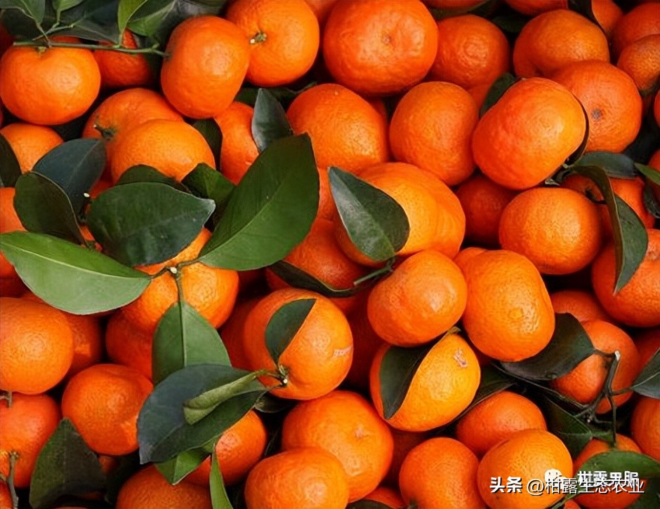 中国水果第一大省有多强视频,广西最大的水果基地