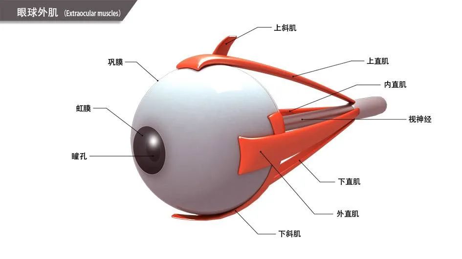 孩子看东西有重影,看东西重影怎么办近视了