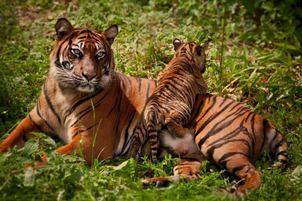 两只华南虎已能野外捕食,广东计划“放虎归山”,就不怕伤人?